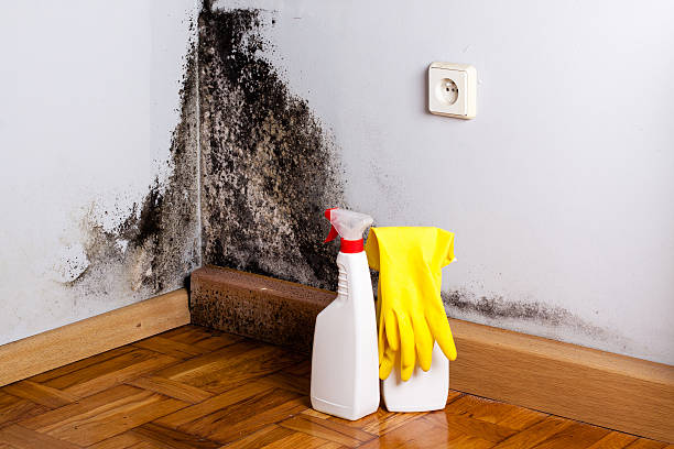 Best Black Mold Remediation in Evans, CO